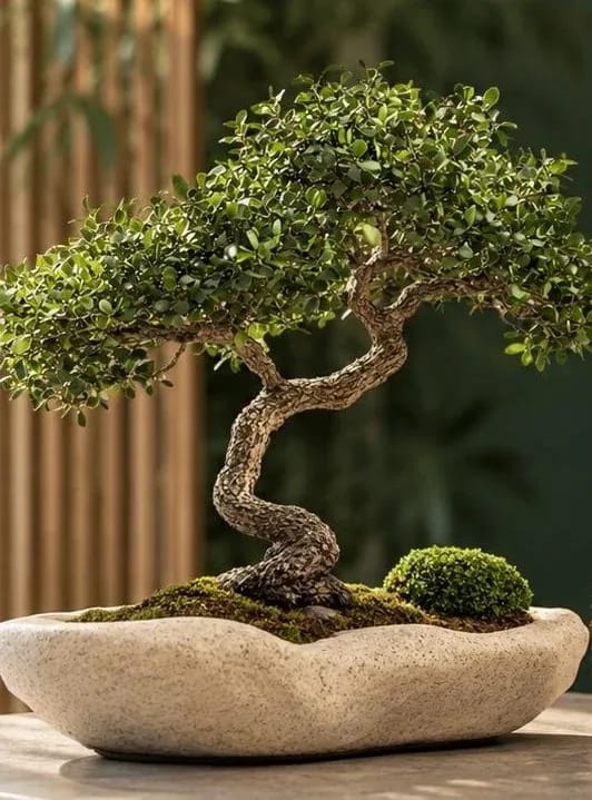 Bonsai in a stone bowl at the Concept of Health practice